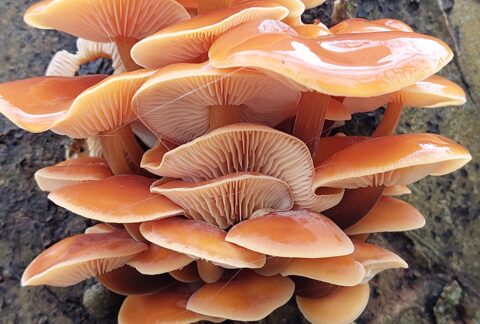 Mycotherapie: Eén van de oudste natuurlijke geneeswijzen ter wereld