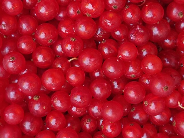 Fruit