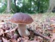 B12 in paddenstoelen