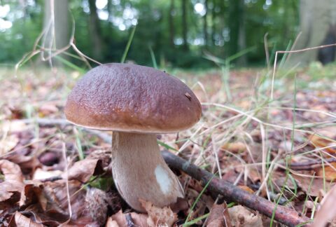 B12 in paddenstoelen