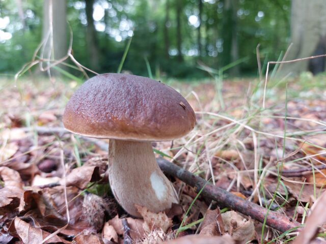 B12 in paddenstoelen